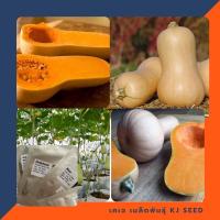 ราคา เมล็ดพันธุ์ฟักทอง บัตเตอร์นัท สครอช - Waltham Butternut Squash บรรจุชุดละ 25 เมล็ด ของแท้ (12029707065)