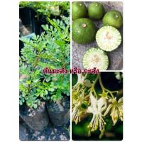 ราคา ต้นมะสัง(ชุด4ต้น119บาท) สูง25-30cm.ผักสวนครัวทานใบ ผลมีรสเปรี้ยว นำมาดัดเป็นไม้บอนไซได้ ต้นกล้าเเข็งเเรงพร้อมปลูก (29956855191)