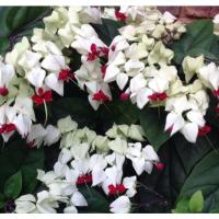ราคา มังกรคาบแก้ว (พวงเงิน) Clerodendrum thomsoniae (27328811245)