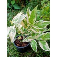 ราคา นกน้อยนำโชคใบด่าง (7888892259)