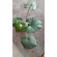 ราคา ต้นว่านเสน่ห์จันทร์แดง (25270968136)