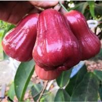 ราคา กิ่ง​พันธุ์​ชมพู่​ทับทิม​จันทร์ รสหวาน ผลโต​ ไร้เมล็ด #กิ่งตอน​ #ต้นชมพู่​ #ทับทิม​จันทร์​ #ชมพู่ (8855915244)