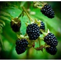 ราคา ต้นพันธุ์ แบล็คเบอรี่ Prime Ark 45 Blackberry tree รสหวาน ต้นใหญ่ ผลดกพร้อมออกดอก ติดลูก กระถาง10นิ้ว สูง 80-100cm (28528981215)