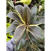 ราคา ต้นหมากผู้หมากเมียช็อคโกแลตแคระ (29866168496)