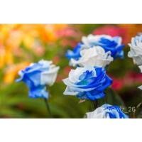 ราคา อินทรีย์็ด ใหม่็ด 25 ใหม่็ด ใหม่็ดกุหลาบ สีน้ำเงิน ดอกใหญ่ สายใหม่ของแท้ 100% ใหม่็ดกุหลาบ ดอกกุหลาบ ใหม่กุ คละ (23030405894)