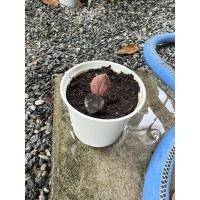 ราคา กวักมรกตดำด่างชมพูกระถาง 3 นิ้ว (28684801800)