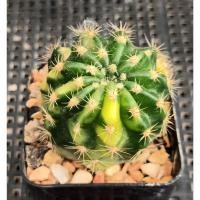 ราคา กระบองเพชรดาวล้อมเดือนแคคตัส (Echinopsis) กระถาง2" (28230617679)
