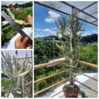 ราคา ยูโฟเบีย แลคเทีย (Euphorbia lactea) ขายเป็นท่อน ขนาด 15-20 ซ.ม. ท่อนละ 15 บาท (43424330236)