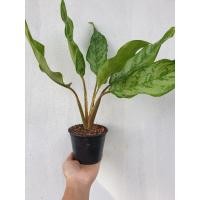 ราคา ต้นเศรษฐีพันล้าน หรือมหาเศรษฐี (3258899919)