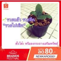 ราคา รวยๆๆ!! ต้นรวยไม่เลิก (ว่านมงคลรวยไม่เลิก) (2639751875)