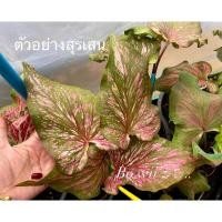 ราคา สุรเสนบอนสีบอนเก่าราคาเบาๆ (14288602115)