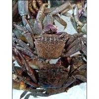 ราคา ปูดอง ปูเค็ม ปูเปรี้ยว ปูแสม ดองเค็ม 1000 กรัม ปูใส่ส้มตำ (4294927503)