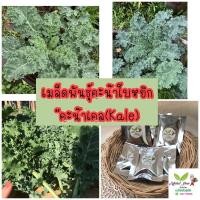 ราคา เมล็ดพันธุ์ผักคะน้าเคล(kale)พร้อมส่ง (9815304017)