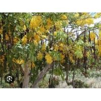 ราคา ฝักคูณ/ฝักราชพฤกษ์แห้งจำนวน 10 ฝัก (47503074667)