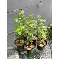 ราคา แก้วเจ้าจอมใบมะขาม (8-10ใบ) พันธุ์หายากเพาะเมล็ด หรือแก้วเจ้าจอมmexico (24795869350)