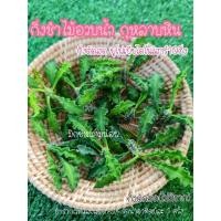 ราคา กิ่งตัดสดยูโฟเบีย ยอดต้นยูโฟเบียไดโนเสาร์ ยูโฟเบีย (8753272895)