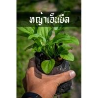 ราคา หญ้าเอ็นยืด พร้อมโต พร้อมลงดิน เลี้ยงง่าย ว่านเอ็นยืด (8813577139)