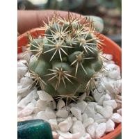 ราคา แมมชูแมนนิอาย Mammillaria schumannii (9275003659)