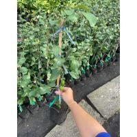 ราคา ต้นพุทรานมสด พร้อมปลูก (26870697074)