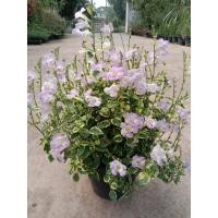 ราคา ต้นบุษบาพารวย ส่งพร้อมกระถาง 8 นิ้ว + แถมฟรีลวดแขวน บุษบาพารวย ต้นไม้มงคล ใบสวยงาม (21656871649)