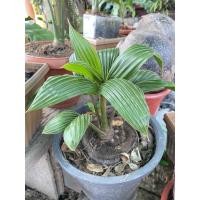 ราคา บอนไซมะพร้าว บอนไซแคระ (9780311521)