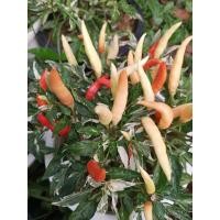 ราคา เมล็ดพริกกะเหรียงด่างต้นเตี้ย 1 ลูก (27760273172)