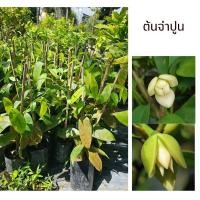 ราคา ต้นจำปูน ต้นแข็งแรง เสียหายจากขนส่งเคลมฟรี (28806535647)