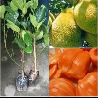 ราคา ต้นขนุนแดงสุริยากิ่งทาบขนาด60-80เซนติเมตร (24710509670)