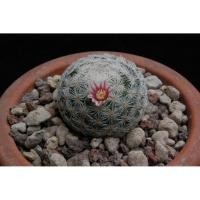 ราคา M5747 Mammillaria lasiacantha SB 1017 (10 เมล็ด) เมล็ดพันธุ์ กระบองเพชร แคคตัส แมมมิลลาเรีย เพาะเมล็ด แคคตัส Cactus (13803920086)