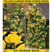 ราคา เมล็ด เมล็ด 25เมล็ด เมล็ดกุหลาบ อังกฤษ อินทรีย์เลื้อย สีเหลือง สายอินทรีย์ของแท้ 100% อินทรี ผักบุ้ (21387909356)