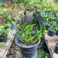 ราคา ห่อเงินห่อทอง ต้นห่อเงินห่อทอง พร้อมกระถาง ไม้มงคล ฟอกอากาศภายในบ้าน (รับประกัน ส่งใหม่ฟรี หากสินค้าเเสียหาย!!) (40964387845)