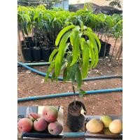 ราคา ต้นพันธุ์มะม่วงอาร์ทูอีทู มะม่วงR2E2 มะม่วงแอปเปิ้ล ถุงใหญ่เสียบยอดสูง 60-80 cm ปลูกปีเดียวติดลูก รับประกันสินค้าแท้ 100 (24975607883)