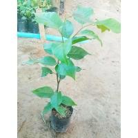 ราคา ต้นตะเคียนทอง ไม้ป่าเศรษฐกิจ สูง30-50ซม. (17421129975)