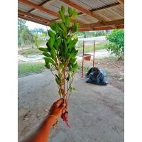 ราคา ต้นไทรเกาหลีกิ่งตอน 10 บาท (8128616687)