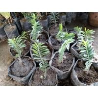 ราคา ต้นบันไดเศรษฐีไม้มงคลบันไดสวรรค์ (8380778169)