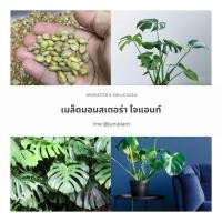 ราคา แพ๊ค50เมล็ด เมล็ดมอนสเตอร่า นำเข้า มอนสเตอร่าไจแอนท์ monstera delociosa seeds พร้อมปลูกไม่ต้องแช่น้ำ (5762842977)
