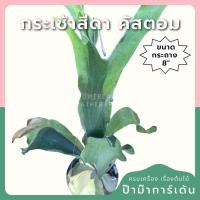 ราคา กระเช้าสีดา คัสตั้ม กระถาง 8 นิ้ว (44468246350)