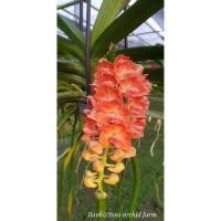 ราคา กล้วยไม้สกุลช้าง สีส้ม แบบขอนต้นคู่ (25350863258)
