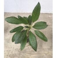 ราคา มะพร้าวทะเลทราย พืชอวบน้ำ กระบองเพชร (Dorstenia Plant) (7192328141)