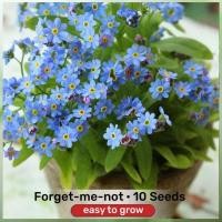 ราคา เมล็ดพันธุ์ ดอก ฟอร์เก็ตมีน็อต อย่าลืมฉัน ทนร้อน 10เมล็ด ปลูกง่าย! Forget me not seed Flower Seed เมล็ดพันธุ์ฟอเกตมีนอต (24594266939)