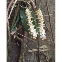 ราคา Phalaenopsis lobbii กล้วยไม้สกุลฟาแลนนอปซิส 250 (27284941724)