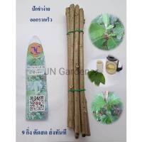 ราคา กิ่งพันธุ์ต้นหนานเฉาเหว่ย หรือ ป่าช้าเหงา Bitter leaf tree สมุนไพรจีน (กิ่งสด,ตัดส่งทันที) (22819631968)