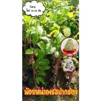 ราคา น้อยหน่าเพชรปากช่อง (23526268189)