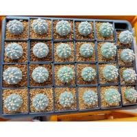 ราคา กระบองเพชร แคคตัส (Cactus) แอสโตรไฟตัม แอสทีเรียส (Astrophytum asterias) Big size (6207679973)