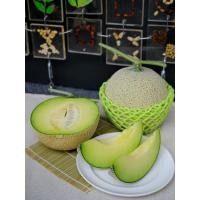 ราคา (ปลีก) เมล่อน มรกต สายพันธุ์ญี่ปุ่น Premium Japanese Melon จากฟาร์มเจียไต๋ (23604644618)