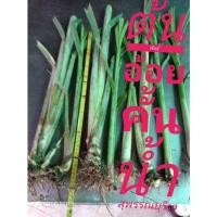ราคา ต้นพันธุ์อ้อยสุพรรณบุรี 50 อ้อยคั้นน้ำ( 3 ต้น35บาท) (17390136729)