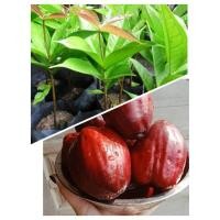 ราคา ชมพู่ มะเหมี่ยวแดง ต้นเพาะเมล็ด (7777759203)