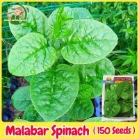 ราคา เมล็ดพันธุ์ ผักปลัง ผักโขมหูกวาง 150 เมล็ด Big Leaf Malabar Spinach Seed เมล็ดพันธุ์ผัก เมล็ดพันธุ์แท้ OP ผักสวนครัว (41378409033)