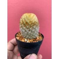 ราคา แมมคามิเน่ บุดดา (Mammillaria Carminae Buddha) (20584235455)