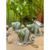 ราคา เต่าแก้ว ติดเปลือกหอยแท้ โข่งเขียวขัดมุก(ราคาต่อ1ตัว) ขนาดเล็ก 5-6 cm เปลือกหอยแท้ (42059490611)